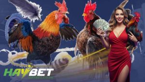 Giới thiệu về đá gà Haybet